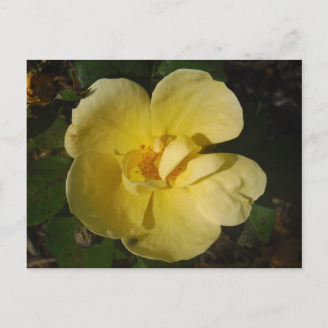 Wild Yellow Rose Postcard (Front)