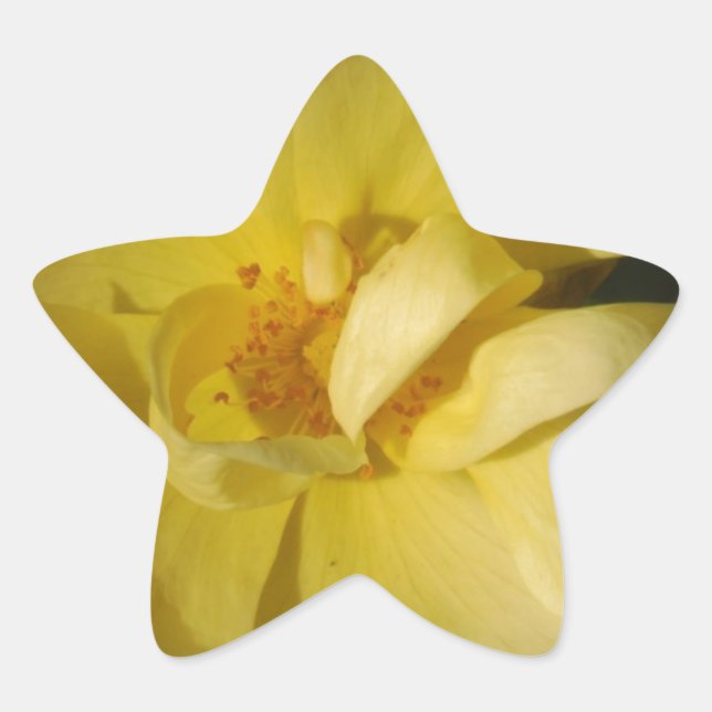 Wild Yellow Rose Star Sticker (Front)
