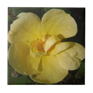 Wild Yellow Rose Tile