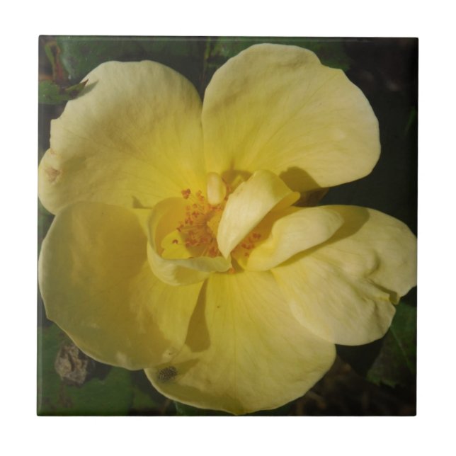 Wild Yellow Rose Tile (Front)