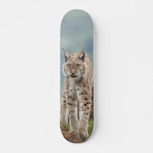 Wildcat Skateboard (Front)