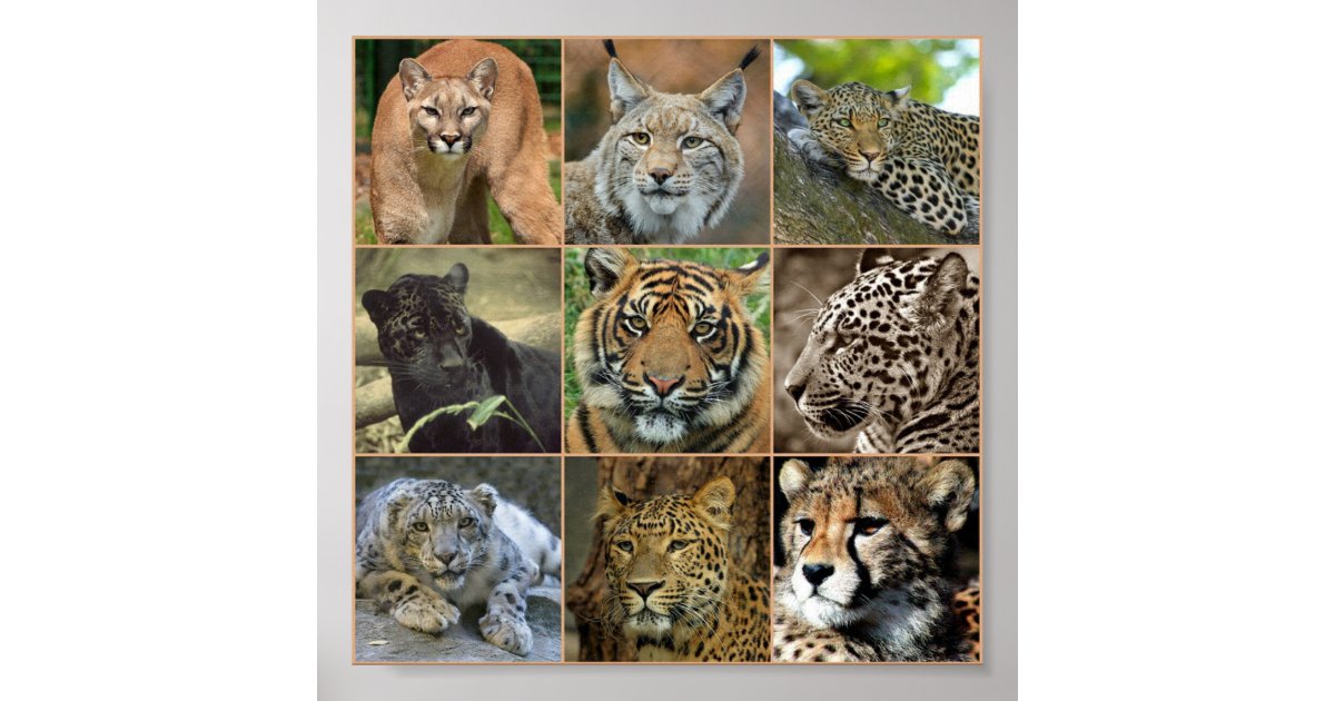 Wildcats Poster | Zazzle