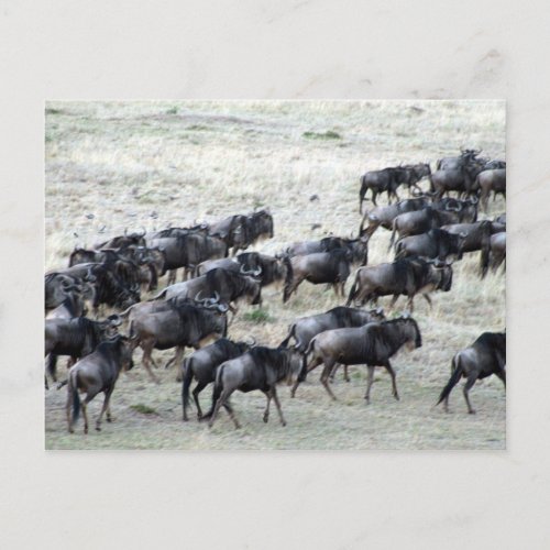wilde beest herd postcard