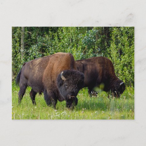 Wilde Bisons am Alaska Highway Postkarte Postcard