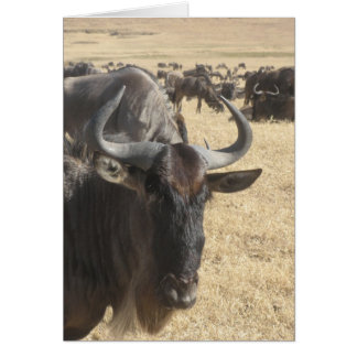 Wildebeasts Cards