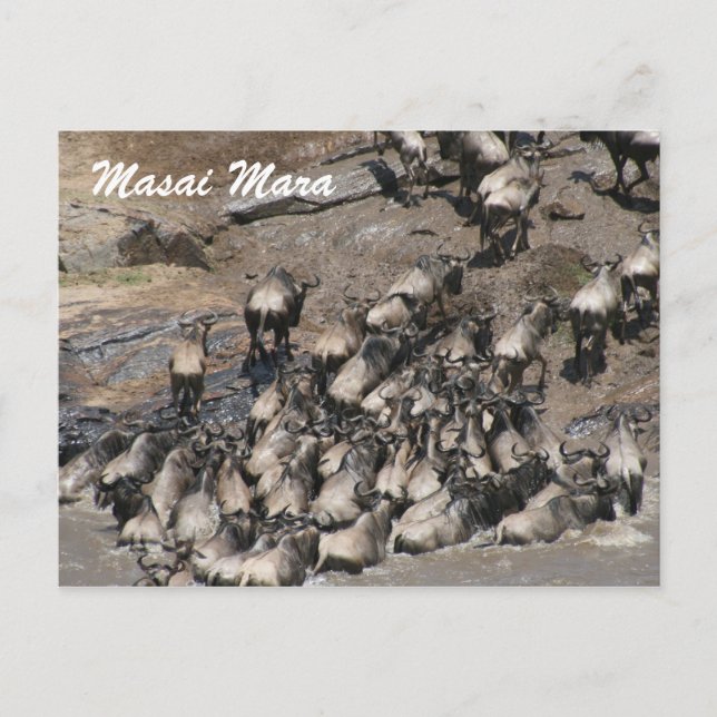 wildebeest climbing postcard (Front)