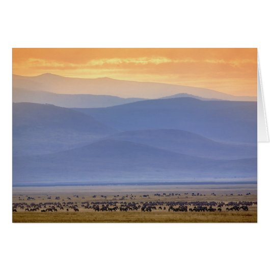 Wildebeest during migration, Connochaetes Cards (Front Horizontal)