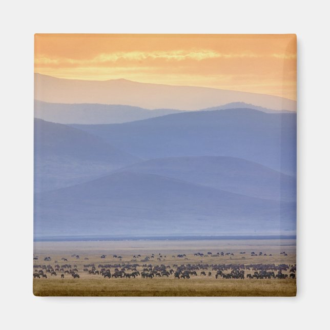 Wildebeest during migration, Connochaetes Magnet (Front)