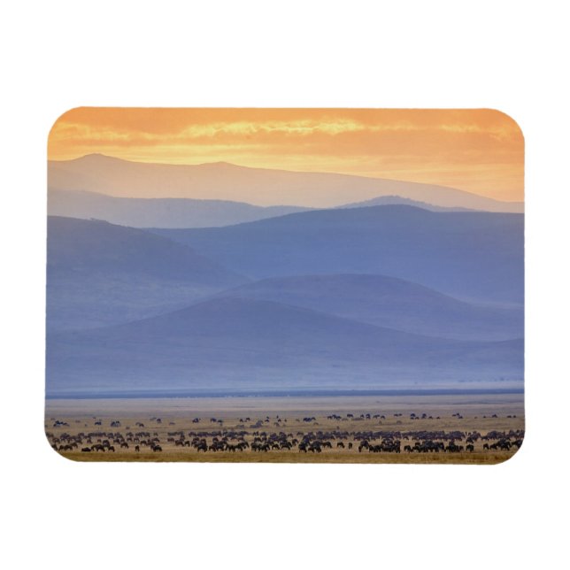 Wildebeest during migration, Connochaetes Magnet (Horizontal)