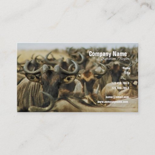 Customizable Wildebeest gnus Kenya safari profile cards custom Business Card