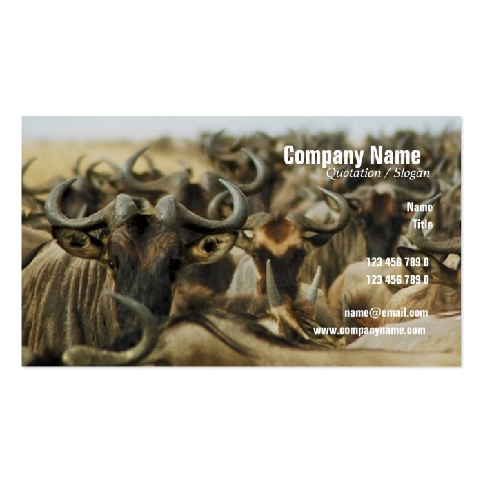 Wildebeest gnus Kenya safari profile cards custom Business Card