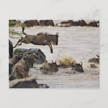 Wildebeest Jumping Into Mara River During Postcard by theworldofanimals at Zazzle