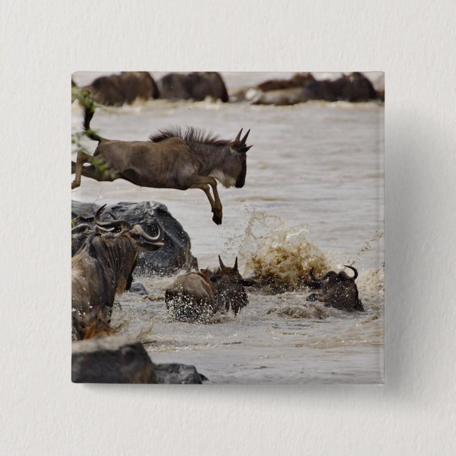 Wildebeest jumping into Mara River Pinback Button (Front)