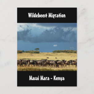 Wildebeest migration Masai Mara Kenya postcard