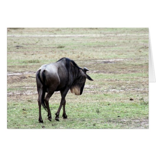 wildebeest solo cards (Front Horizontal)