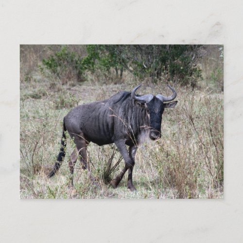 wildebeest solo postcard