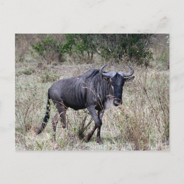 wildebeest solo postcard (Front)