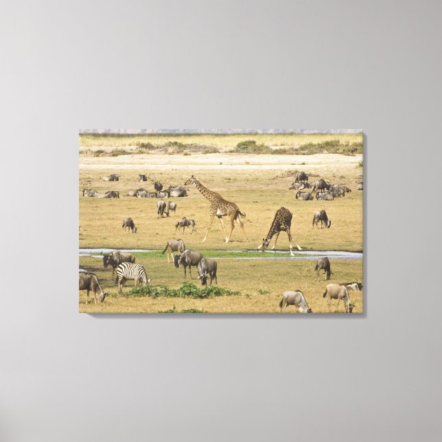 Wildebeests, Zebras and Giraffes Canvas Print (Front)
