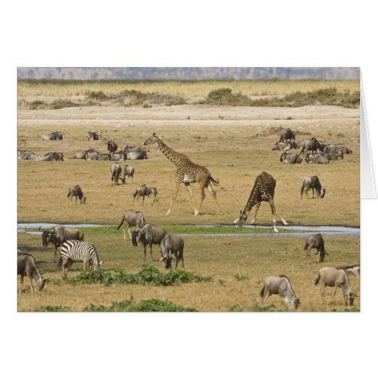 Wildebeests, Zebras and Giraffes Cards (Front Horizontal)