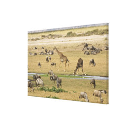 Wildebeests, Zebras and Giraffes gather at a Canvas Print