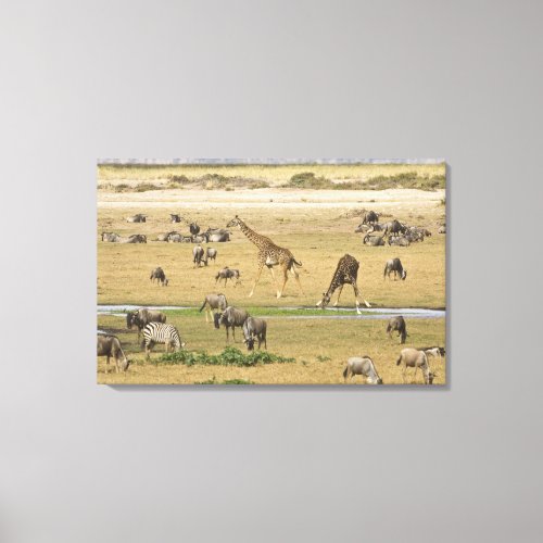 Wildebeests Zebras and Giraffes gather at a Canvas Print