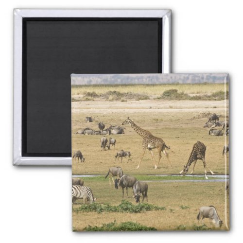 Wildebeests Zebras and Giraffes gather at a Magnet