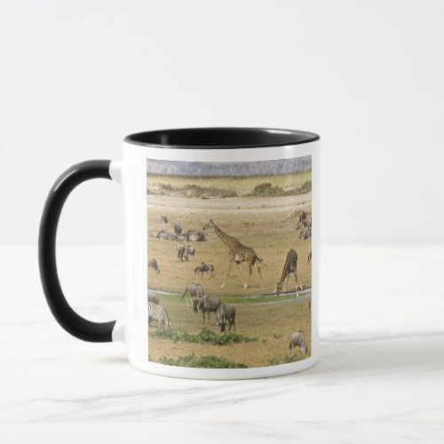 Wildebeests Zebras and Giraffes gather at a Mug
