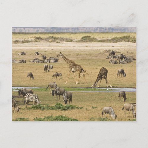 Wildebeests Zebras and Giraffes gather at a Postcard