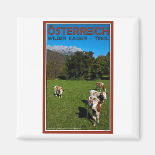 Wilder Kaiser - Cows Magnet