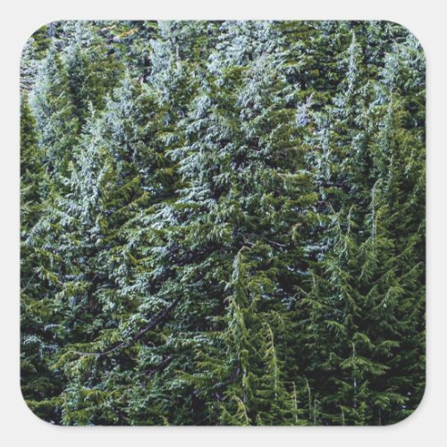 Wilderness Pines Dark Blue Green Forest Tree Fog Square Sticker