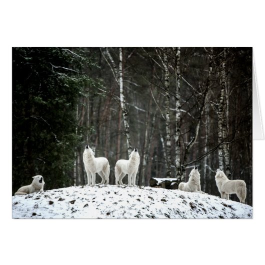 Wilderness Polar Wolf Cards (Front Horizontal)