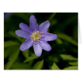 Wildflower (Front Horizontal)