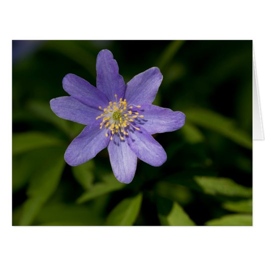 Wildflower Cards (Front Horizontal)