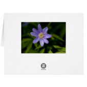 Wildflower Cards (Back Horizontal)