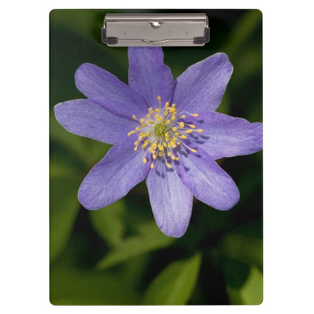 Wildflower Clipboard (Front)