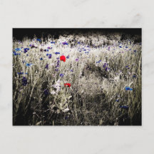 Wildflower Color Isolation Postcard