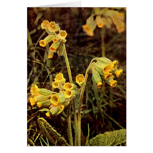 Wildflower: Cowslip Cards (Front)