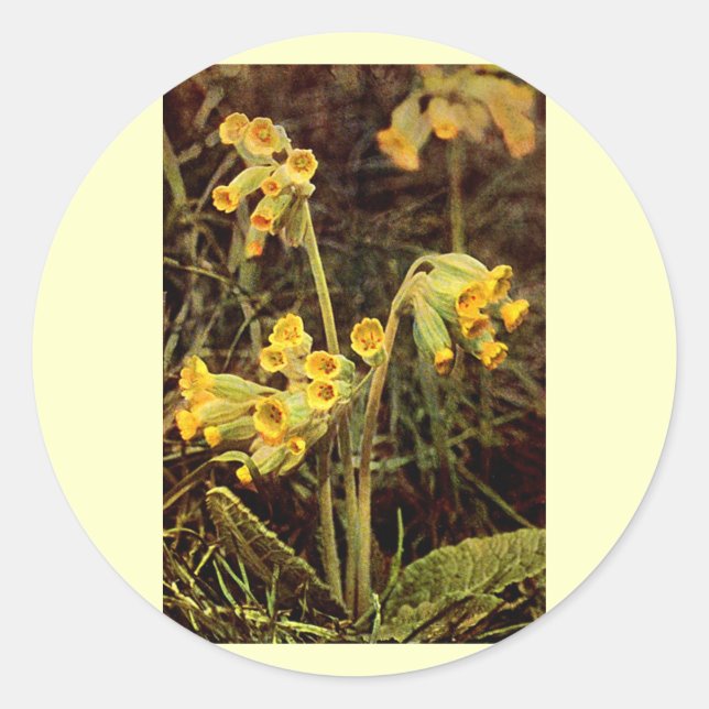 Wildflower: Cowslip Classic Round Sticker (Front)
