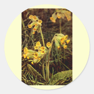 Wildflower: Cowslip Classic Round Sticker