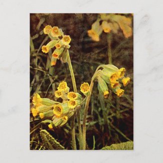 Wildflower: Cowslip postcard
