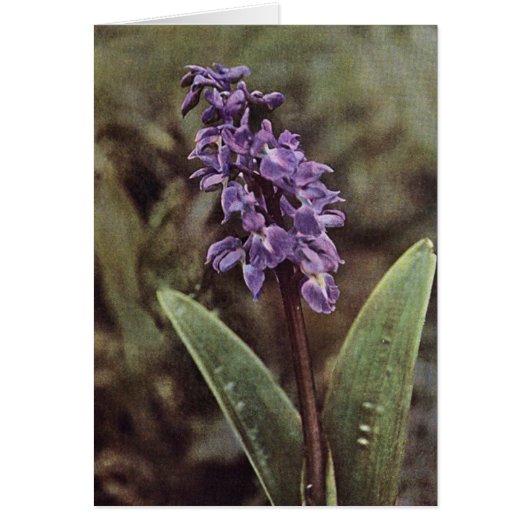 Wildflower: Early Purple Orchids Card (Front)