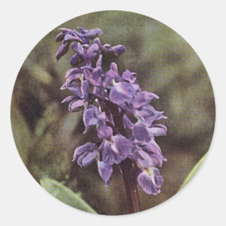 Wildflower: Early Purple Orchids Classic Round Sticker