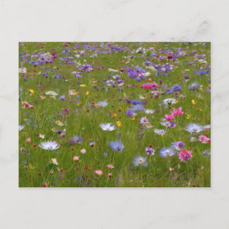 Wildflower Field in the Countryside Holiday Postcard