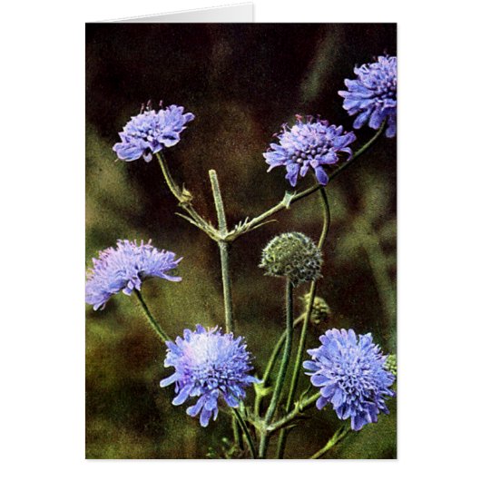 Wildflower: Field Scabious Cards (Front)