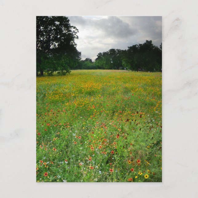 Wildflower Meadow - Butler Trail - Austin Texas Postcard (Front)