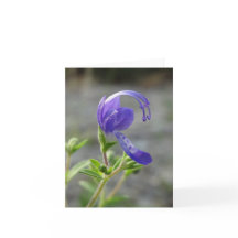 Wildflower Note Card