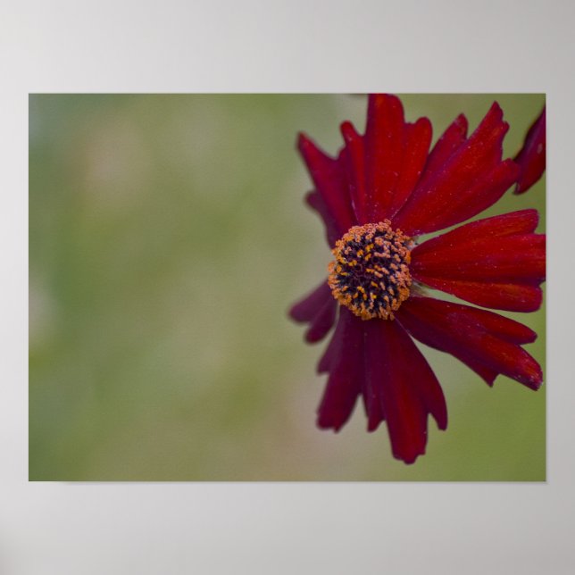 Wildflower Poster 1 (Front)