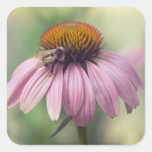 Wildflower _ Purple Coneflower  Echinacea Square Sticker