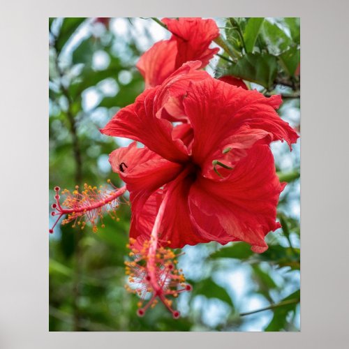 Wildflower Stamen  Red Flower Bloom Poster