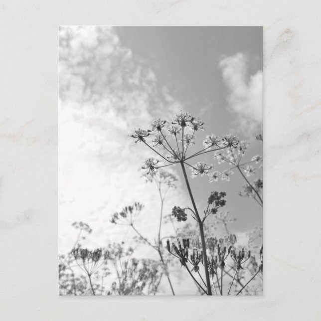 Wildflower Summer Postcard (Front)